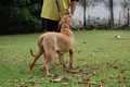 Matriz - Fila Brasileiro Dourado - Canil Singular - Fama Itanhandu